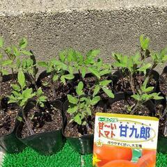 まだまだ植えられるトマト苗10ポット