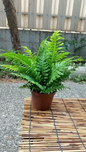 【シダ植物】ブレクナム シルバーレディ【観葉植物】