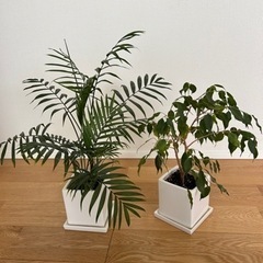 観葉植物2つ・丸4号鉢2つ