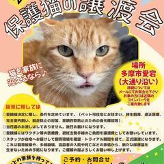 【5月14日】保護猫の譲渡会 in 多摩市