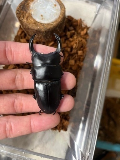 オオクワガタ、コクワガタ、オス、メス 飼育ケースコバエシャッター 