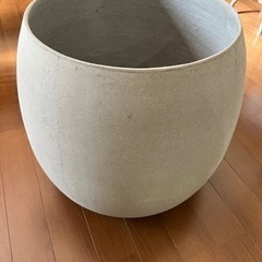 ディクソニア アンタルクティカ　引き取り限定