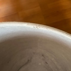 ディクソニア アンタルクティカ　引き取り限定