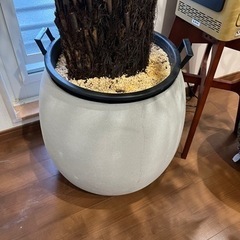 ディクソニア アンタルクティカ　引き取り限定