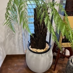 ディクソニア アンタルクティカ　引き取り限定