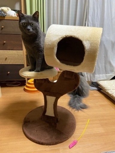 取引中　　キャットタワー　小さめ
