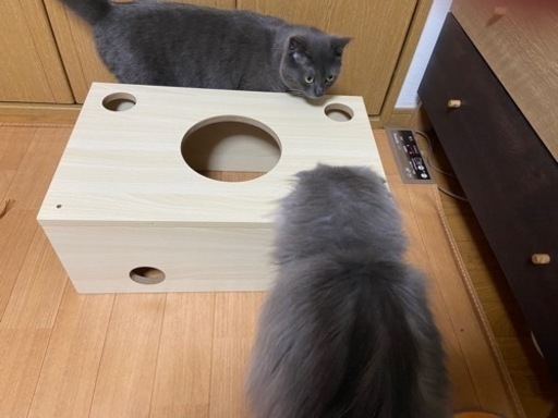 猫が入る木の箱