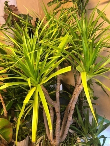 観葉植物　ドラセナ　カンボジアーナ　カンボジアーナ