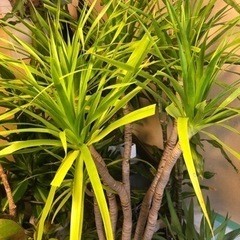 観葉植物　ドラセナ　カンボジアーナ　カンボジアーナ