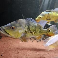 キクラプロトコンボ35～40センチぐらい