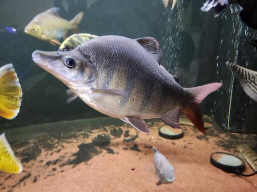 可愛いロングノーズクラウンテトラ35センチぐらい