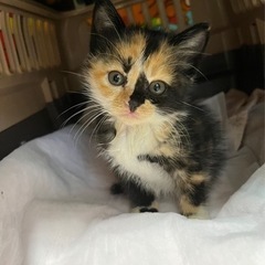 美猫の三毛仔猫ちゃんの里親さま募集中です！の画像