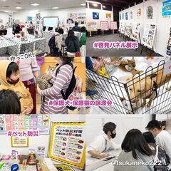 6月ねこフェス+わん みんなの譲渡会マルシェ - 尼崎市