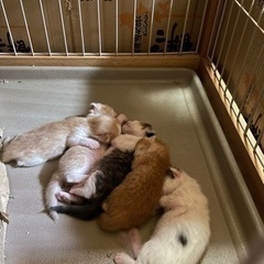 5月1日産まれの子猫5匹います。