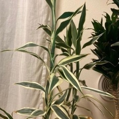 ドラセナ　サンデリアーナ　観葉植物