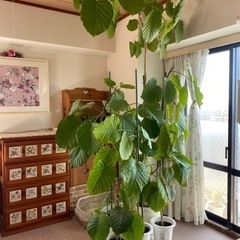 【ネット決済】観葉植物フィカスウンベラータ