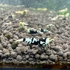ブラックタイガーシュリンプ✨50匹✨