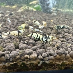 ブラックタイガーシュリンプ✨50匹✨