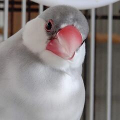 鹿児島県指宿市でシルバー文鳥が迷子になりました