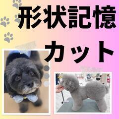 犬の形状記憶カット（宝塚）