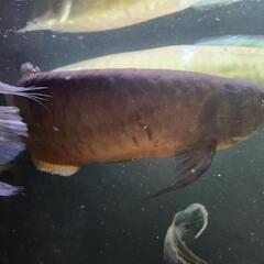 ブラックアロワナ60センチ以上