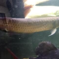 ブラックアロワナ60センチ以上