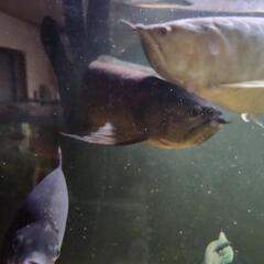 ブラックアロワナ60センチ以上