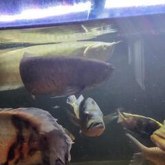 ブラックアロワナ60センチ以上