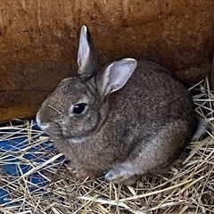 【良い里親さんが見つかりました。】ミニウサギの男の子です。