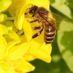 日本蜜蜂を守る会・日本蜜蜂の撤去作業は完全無料です、お困りの方は...