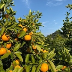 みかん農業と便利屋の会社(宿泊施設有)