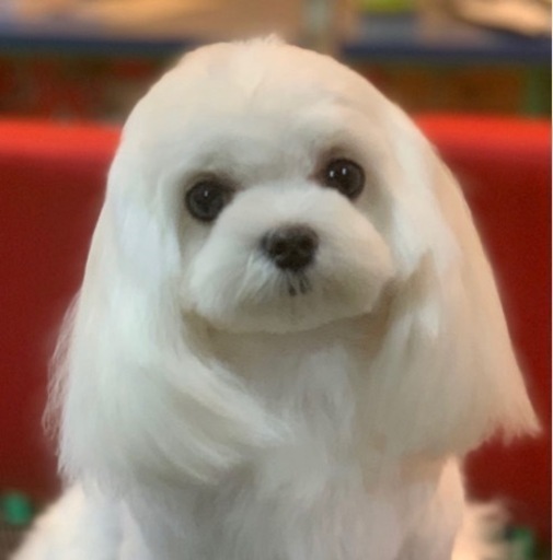 無料トリミングモデル犬募集中場所古川 松山) 松山のペットショップの無料広告・無料掲載の掲示板｜ジモティー