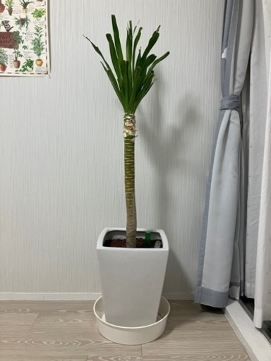 ドラセナ ドラコ 観葉植物