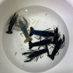 カラーザリガニ(青、水色、濃紺)6匹　水槽セット カラーザリガニ(青、水色、濃紺)6匹 水槽セット