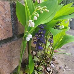 すずらん 花 植木 スズラン