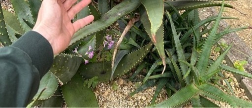 Aloe rupestris アロエ ルペストリス