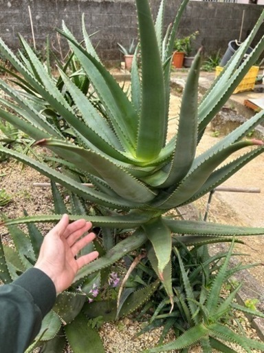 Aloe rupestris アロエ ルペストリス