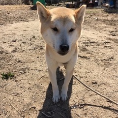 前飼育者が病気により体調不良で飼育できなくなった為募集します