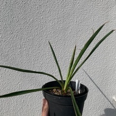 Yucca カルネロサーナ　実生株　大サイズ