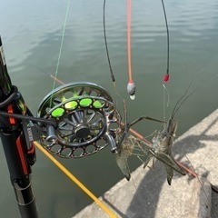 テナガエビ釣り🎣🦐しませんか😊