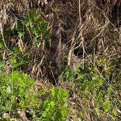 田上タケノコ本日限定（今年最後）