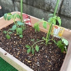 土　野菜用　培養土