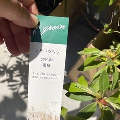 0円❗️ツツジ　8株　白い花が咲きます