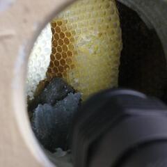 ミツバチの駆除 − 沖縄県