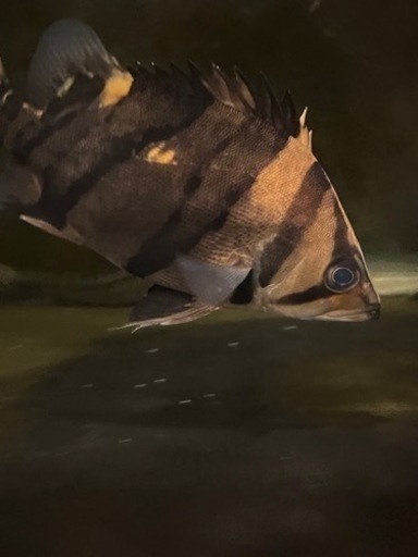 ダトニオ リアルバンド