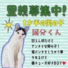 1歳過ぎ　国分の多頭崩壊からレスキューしたハート柄の国分くん【🌟...