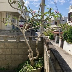 プルメリアの木