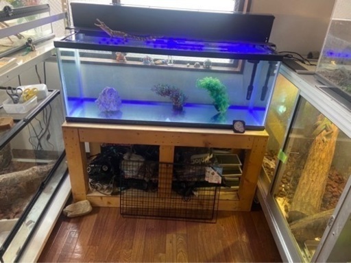 熱帯魚 水槽