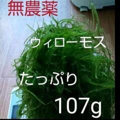 無農薬☆水草☆ウィローモス  100g ③×２SET