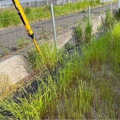 徳島県吉野川市　周辺の草刈作業です